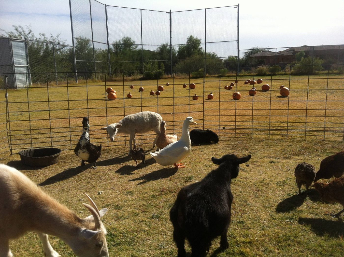 Goats, sheep and ducks in the petting zoo pen